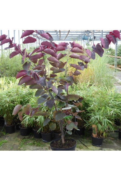 Cercis canadensis Forest Pansy